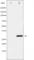 BCL2 Interacting Killer antibody, abx011875, Abbexa, Western Blot image 