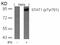 Signal Transducer And Activator Of Transcription 1 antibody, 79-121, ProSci, Western Blot image 