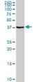 Signal Transducing Adaptor Family Member 1 antibody, H00026228-D01P, Novus Biologicals, Western Blot image 