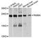 Unc-51 Like Kinase 4 antibody, STJ25269, St John