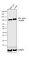 Protein Kinase C Alpha antibody, MA1-157, Invitrogen Antibodies, Western Blot image 