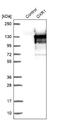 Oxidation Resistance 1 antibody, NBP1-86393, Novus Biologicals, Western Blot image 