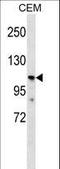 Polycystin 2 Like 1, Transient Receptor Potential Cation Channel antibody, LS-C163747, Lifespan Biosciences, Western Blot image 