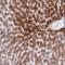 ADAMTS13 antibody, NBP2-14265, Novus Biologicals, Immunohistochemistry frozen image 