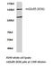 Glutamate Metabotropic Receptor 5 antibody, LS-C177157, Lifespan Biosciences, Western Blot image 