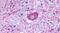 G Protein-Coupled Receptor 137B antibody, PA5-33630, Invitrogen Antibodies, Immunohistochemistry frozen image 