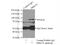 Protein Kinase C Epsilon antibody, 20877-1-AP, Proteintech Group, Immunoprecipitation image 