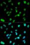 Lysine Demethylase 1A antibody, LS-C331306, Lifespan Biosciences, Immunofluorescence image 