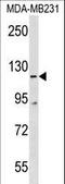 Cordon-Bleu WH2 Repeat Protein Like 1 antibody, LS-C159381, Lifespan Biosciences, Western Blot image 