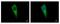 Aminoacyl TRNA Synthetase Complex Interacting Multifunctional Protein 1 antibody, PA5-30306, Invitrogen Antibodies, Immunofluorescence image 