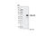 c-Myc antibody, 5698S, Cell Signaling Technology, Immunoprecipitation image 