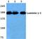 Laminin Subunit Gamma 1 antibody, PA5-36300, Invitrogen Antibodies, Western Blot image 