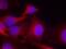 Phospholipase C Gamma 2 antibody, GTX50517, GeneTex, Immunofluorescence image 