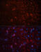 Aquaporin 4 antibody, 18-850, ProSci, Immunofluorescence image 