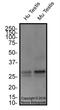 Family With Sequence Similarity 3 Member C antibody, NBP2-24464, Novus Biologicals, Western Blot image 