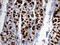 Trefoil Factor 1 antibody, LS-C793820, Lifespan Biosciences, Immunohistochemistry paraffin image 