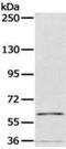 Pyruvate Dehyrogenase Phosphatase Catalytic Subunit 1 antibody, MBS2521181, MyBioSource, Western Blot image 