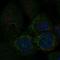 Mitochondrial fission process protein 1 antibody, HPA077396, Atlas Antibodies, Immunocytochemistry image 