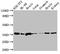 Jun Proto-Oncogene, AP-1 Transcription Factor Subunit antibody, orb400956, Biorbyt, Western Blot image 