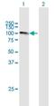 Calpastatin antibody, H00000831-B02P, Novus Biologicals, Western Blot image 