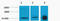 Histone H3 antibody, STJ97195, St John