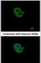 Synaptotagmin 6 antibody, PA5-31281, Invitrogen Antibodies, Immunofluorescence image 