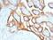 CGA antibody, 34-094, ProSci, Immunohistochemistry frozen image 