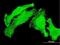 TAO Kinase 3 antibody, H00051347-M05, Novus Biologicals, Immunofluorescence image 