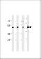 Enolase 1 antibody, 61-571, ProSci, Western Blot image 