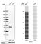 Chloride Intracellular Channel 3 antibody, NBP1-89465, Novus Biologicals, Western Blot image 