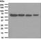 Sequestosome 1 antibody, ab109012, Abcam, Western Blot image 