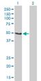 Solute Carrier Family 33 Member 1 antibody, H00009197-B01P, Novus Biologicals, Western Blot image 