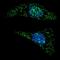 Autophagy Related 5 antibody, PA5-35201, Invitrogen Antibodies, Immunofluorescence image 