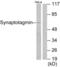 Synaptotagmin 1 antibody, LS-C117542, Lifespan Biosciences, Western Blot image 