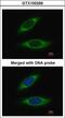 Glutathione S-transferase P 1 antibody, LS-B12969, Lifespan Biosciences, Immunocytochemistry image 