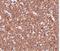 PIGY Upstream Reading Frame antibody, PA5-20652, Invitrogen Antibodies, Immunohistochemistry paraffin image 