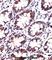 Protein Disulfide Isomerase Family A Member 4 antibody, abx027892, Abbexa, Western Blot image 