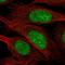 Zinc Finger ZZ-Type Containing 3 antibody, HPA053663, Atlas Antibodies, Immunofluorescence image 