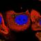 Protein MEMO1 antibody, PA5-66114, Invitrogen Antibodies, Immunofluorescence image 