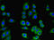 Tescalcin antibody, LS-C370399, Lifespan Biosciences, Immunofluorescence image 