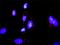 Growth Arrest And DNA Damage Inducible Alpha antibody, H00001647-M01, Novus Biologicals, Proximity Ligation Assay image 