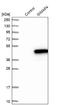 GTPase, IMAP Family Member 4 antibody, NBP1-83776, Novus Biologicals, Western Blot image 