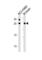 RAB3C, Member RAS Oncogene Family antibody, abx034865, Abbexa, Western Blot image 