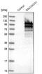 Calcium Binding And Coiled-Coil Domain 1 antibody, NBP1-88216, Novus Biologicals, Western Blot image 