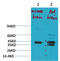 Potassium Two Pore Domain Channel Subfamily K Member 9 antibody, STJ97579, St John