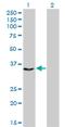 Centromere Protein H antibody, MA5-22523, Invitrogen Antibodies, Western Blot image 