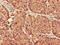 Prostaglandin E Receptor 3 antibody, LS-C679247, Lifespan Biosciences, Immunohistochemistry paraffin image 