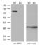 Sirtuin 1 antibody, MA5-27216, Invitrogen Antibodies, Western Blot image 