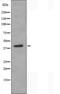 Solute Carrier Family 10 Member 7 antibody, orb227029, Biorbyt, Western Blot image 