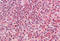 Major Histocompatibility Complex, Class II, DQ Alpha 2 antibody, MBS244403, MyBioSource, Immunohistochemistry paraffin image 